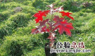 红橡树种怎么种 红橡树种植