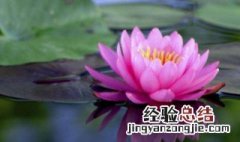 莲花种子应该怎么种 莲花种子应该怎么种植