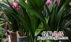 带苞的墨兰怎么养护和管理 带苞的墨兰怎么养