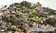 小葱的种子怎么催芽的 小葱的种子怎么催芽