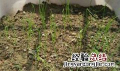 小葱怎么种盆栽 小葱怎么种盆栽好