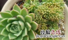 百合土球怎么种植方法图解 百合土球怎么种植方法