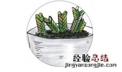 松针怎么制做花肥效果好 松针怎么制做花肥
