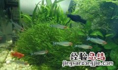 养鱼的水怎么加氧气呢 养鱼的水怎么加氧气