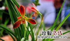 兰花开花了怎么办 兰花开花后怎么办