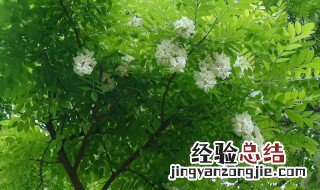 怎么识别槐花呢好坏 怎么识别槐花呢