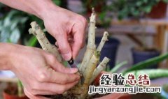 玫瑰花杆怎么扦插 玫瑰花杆怎么扦插成活率高