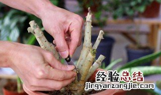 玫瑰花杆怎么扦插 玫瑰花杆怎么扦插成活率高