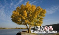 密林种植什么适合 森林里种植什么合适