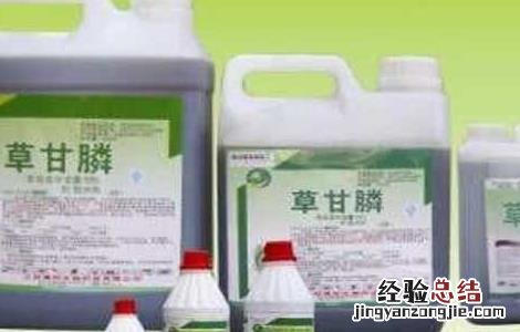 草甘膦的作用和注意事项有哪些 草甘膦的作用和注意事项