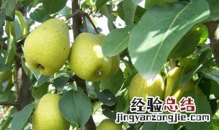 人吃啤特果有什么好处 啤特果的营养价值
