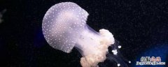 怎么区分天然海蜇和人造海蜇丝 怎么区分天然海蜇和人造海蜇
