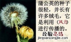 你还知道哪些植物传播种子的方法二年级 你还知道哪些植物传播种子的方法