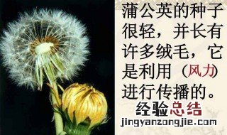 你还知道哪些植物传播种子的方法二年级 你还知道哪些植物传播种子的方法