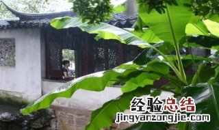 雨打芭蕉是我国哪个地方的音乐代表 雨打芭蕉是我国哪个地方的音乐代表?