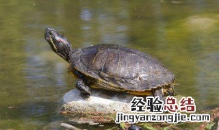 旺财风水之养龟六大忌 旺财风水之养龟六大忌是什么