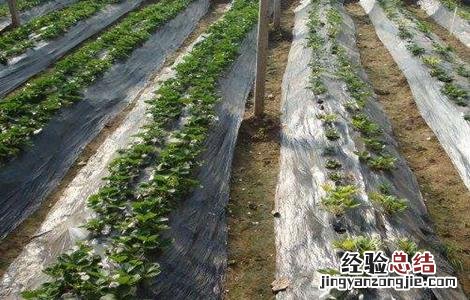 微生物菌剂使用注意事项 微生物菌剂使用注意事项和禁忌