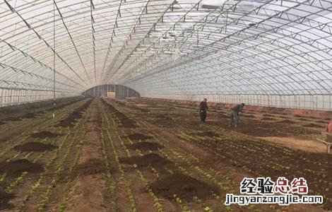 施用有机肥注意事项 施用有机肥注意事项和要求