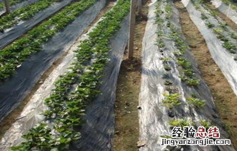 微生物菌剂的作用 先正达岱波路微生物菌剂的作用