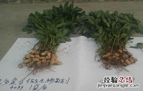 微生物菌剂和微生物菌肥有什么区别? 微生物菌剂和微生物菌肥有什么区别