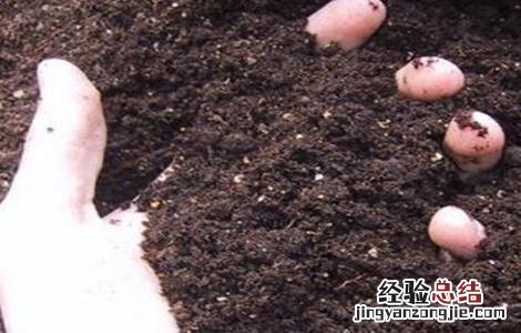植物腐植酸与腐植酸区别 腐植酸种类和使用方法