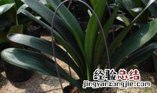 怎么给花补氮肥 怎么给花补氮肥水