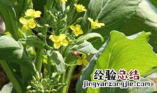 花菜心怎么处理 花菜心怎么处理才能吃