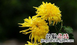 菊花冬天怎么换盆 菊花冬天怎么换盆换土