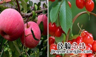 膨果期能打芸苔素吗 幼苗期能不能用芸苔素