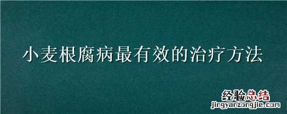 治疗小麦根腐病用什么药最好 小麦根腐病最有效的治疗方法