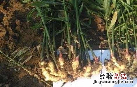 硅元素对植物的作用 硅元素对植物的作用是什么