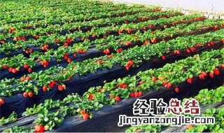 草莓应怎么种 草莓应怎么种植