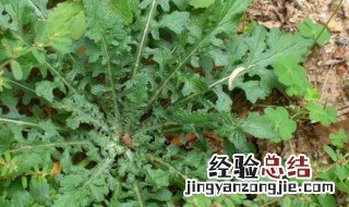 泥胡菜太苦了怎么吃的