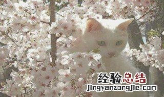 森系干净短句 森系干净短句推荐