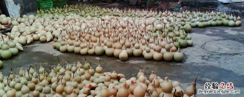 葫芦怎么晒干保存视频 葫芦怎么晒干保存