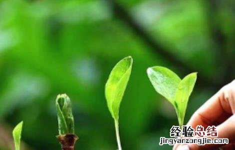 腐植酸肥料使用大忌 腐植酸肥料的使用时期和注意事项