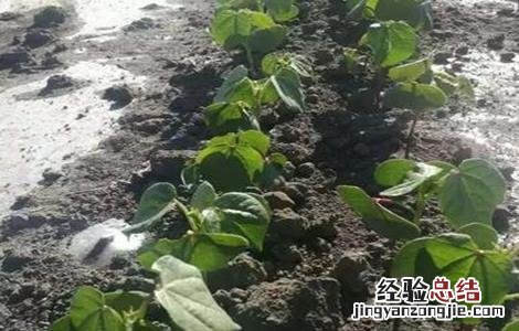 腐植酸肥料使用大忌 腐植酸肥料的使用时期和注意事项