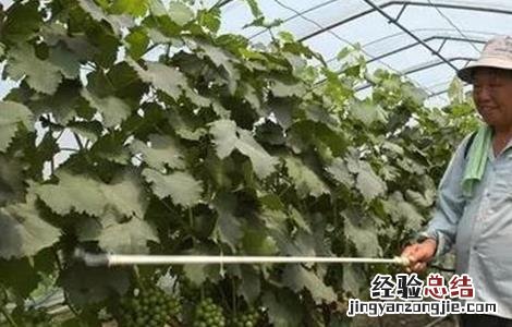 如何提高尿素利用率 如何提高尿素利用率