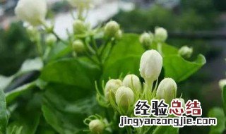 怎么管理茉莉花盆栽 怎么管理茉莉花