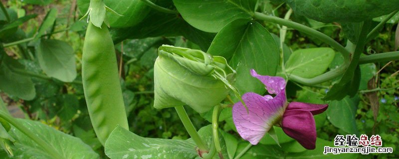 荷兰豆季节 荷兰豆季节是什么时候
