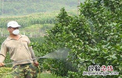 常用叶面肥种类 叶面肥全部种类及作用