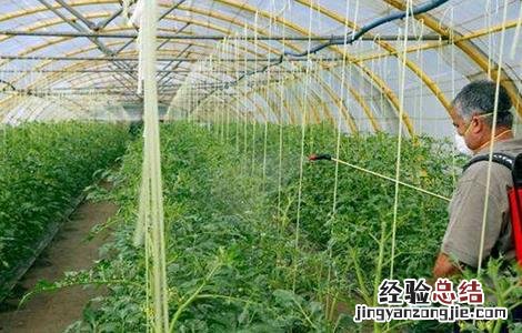 常用叶面肥种类 叶面肥全部种类及作用