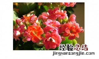 长寿花用什么盆好 长寿花用什么盆