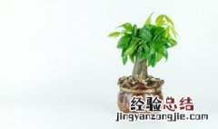西北角放什么风水最好最旺财 西北角放什么最好风水男人脾气好