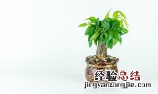 西北角放什么风水最好最旺财 西北角放什么最好风水男人脾气好