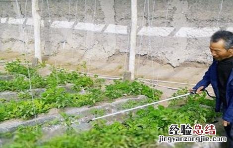 叶面肥种类和使用方法 叶面肥用什么肥料