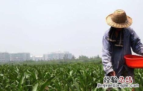 锌肥使用禁忌 锌肥施用注意五大禁忌