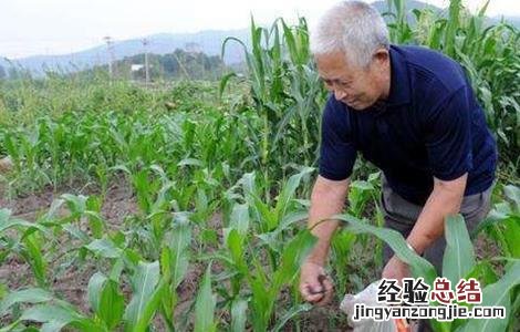 锌肥使用禁忌 锌肥施用注意五大禁忌