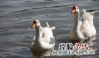 老鹅的功效与作用 老鹅的功效与作用禁忌症