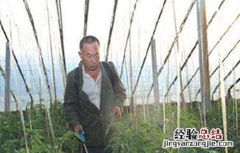 叶面肥种类和使用方法 叶面肥施用指南